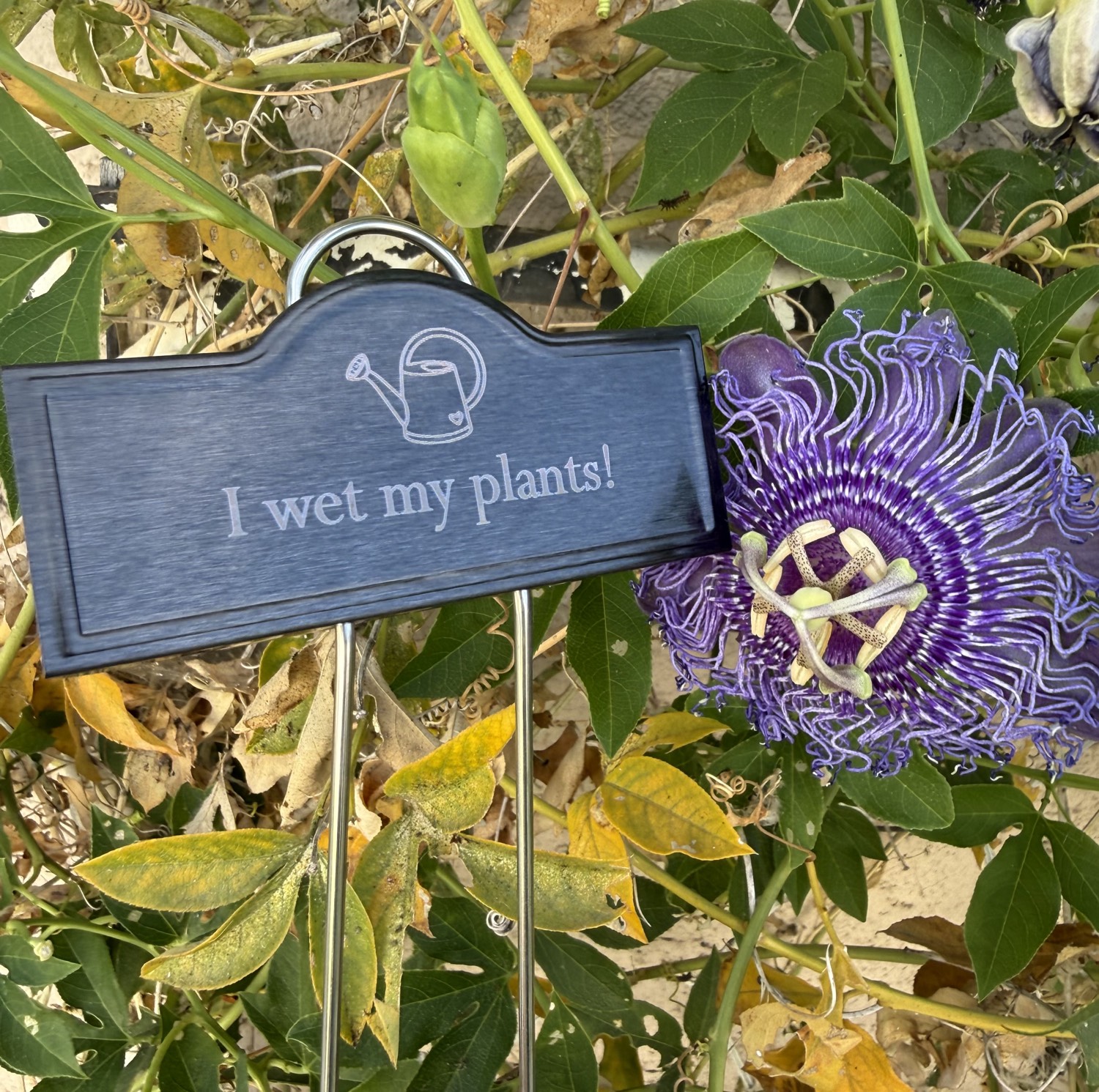 Funny plant tag I wet my plants